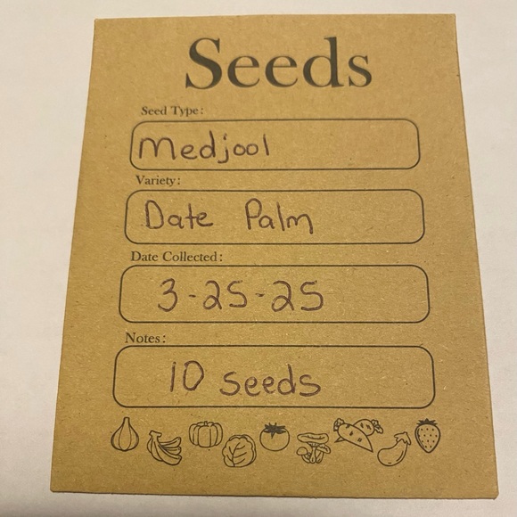 Medjool Date Palm Seeds - Picture 1 of 6